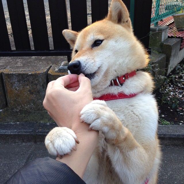 锋刃淬冷光,奥亚尔萨瓦尔在静默中完成致命一击