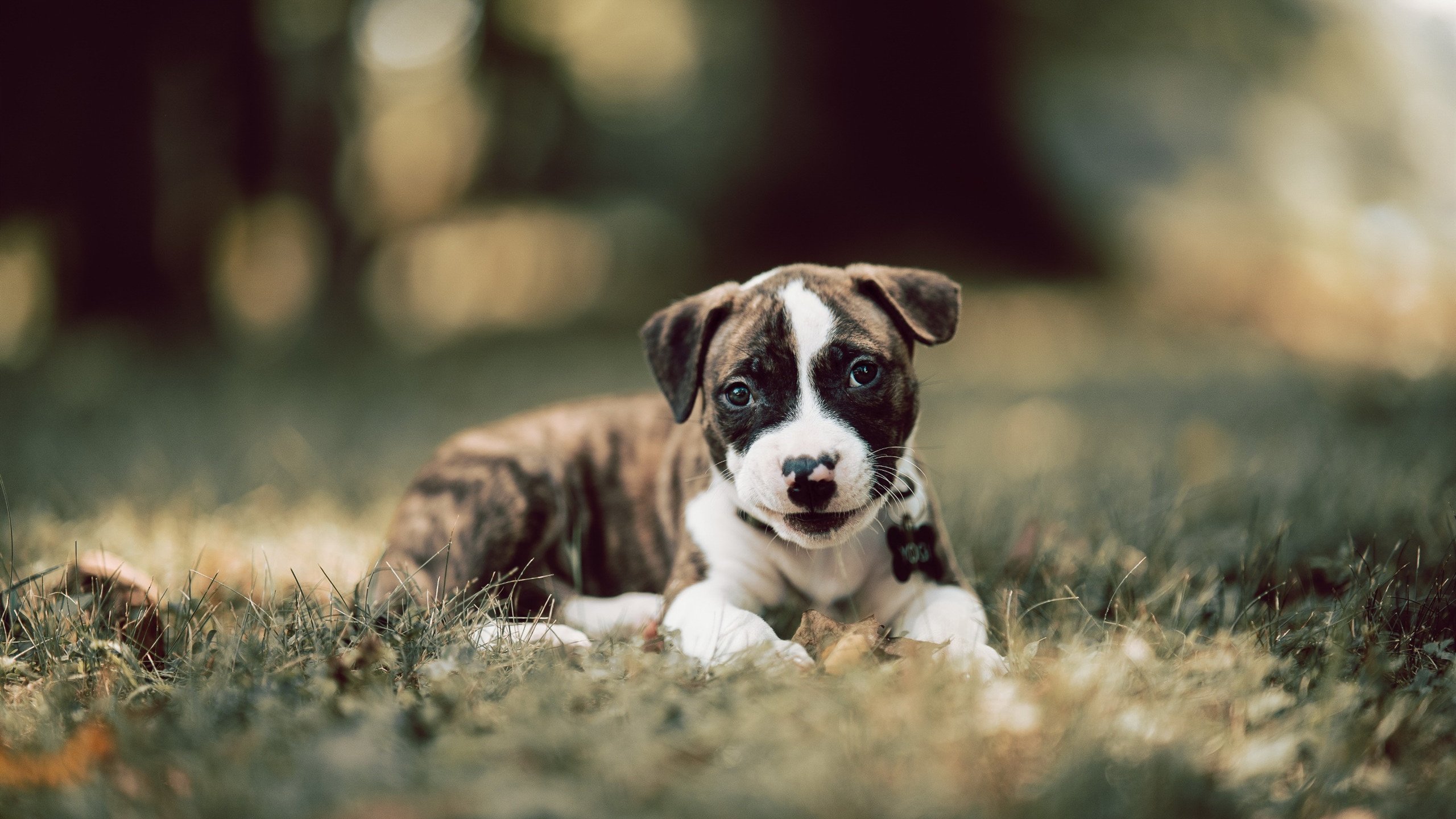 双线鏖战,从绿茵场到F1赛道,掌控力的极限诠释