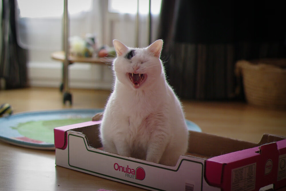 节奏大师,从深圳队的掌控到哈利伯顿的接管