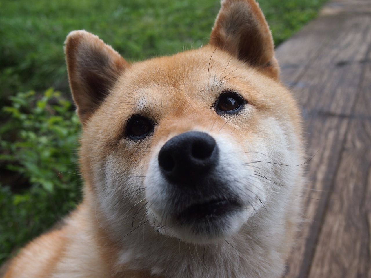 黄蜂翅折戈贝尔，一柱擎天改写战局的隐形巨人