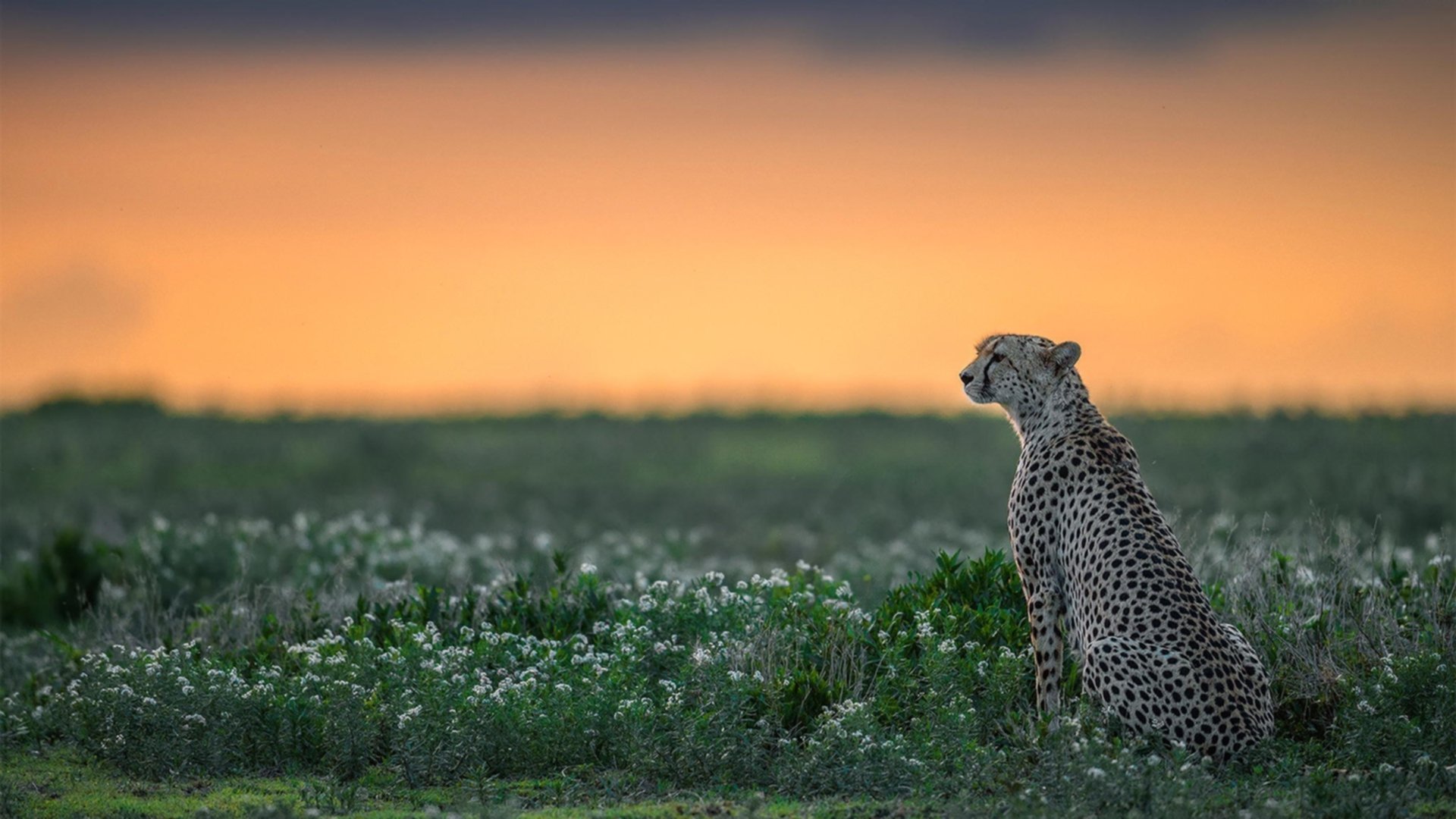 阿克一锤定音，利物浦逆转风暴掀翻大黄蜂