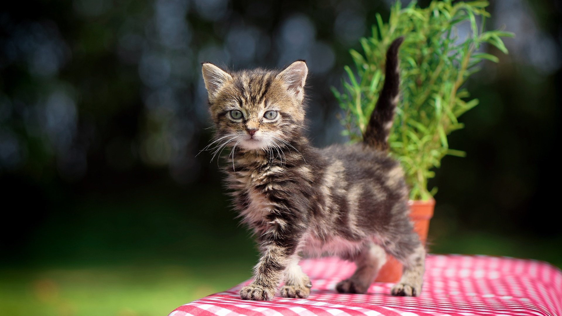 篮球双线捷报,活塞轻取雄鹿,米切尔意甲焦点战接管比赛