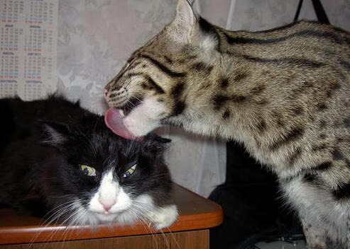 帕尔默闪耀全场，沙特战术完胜瑞士