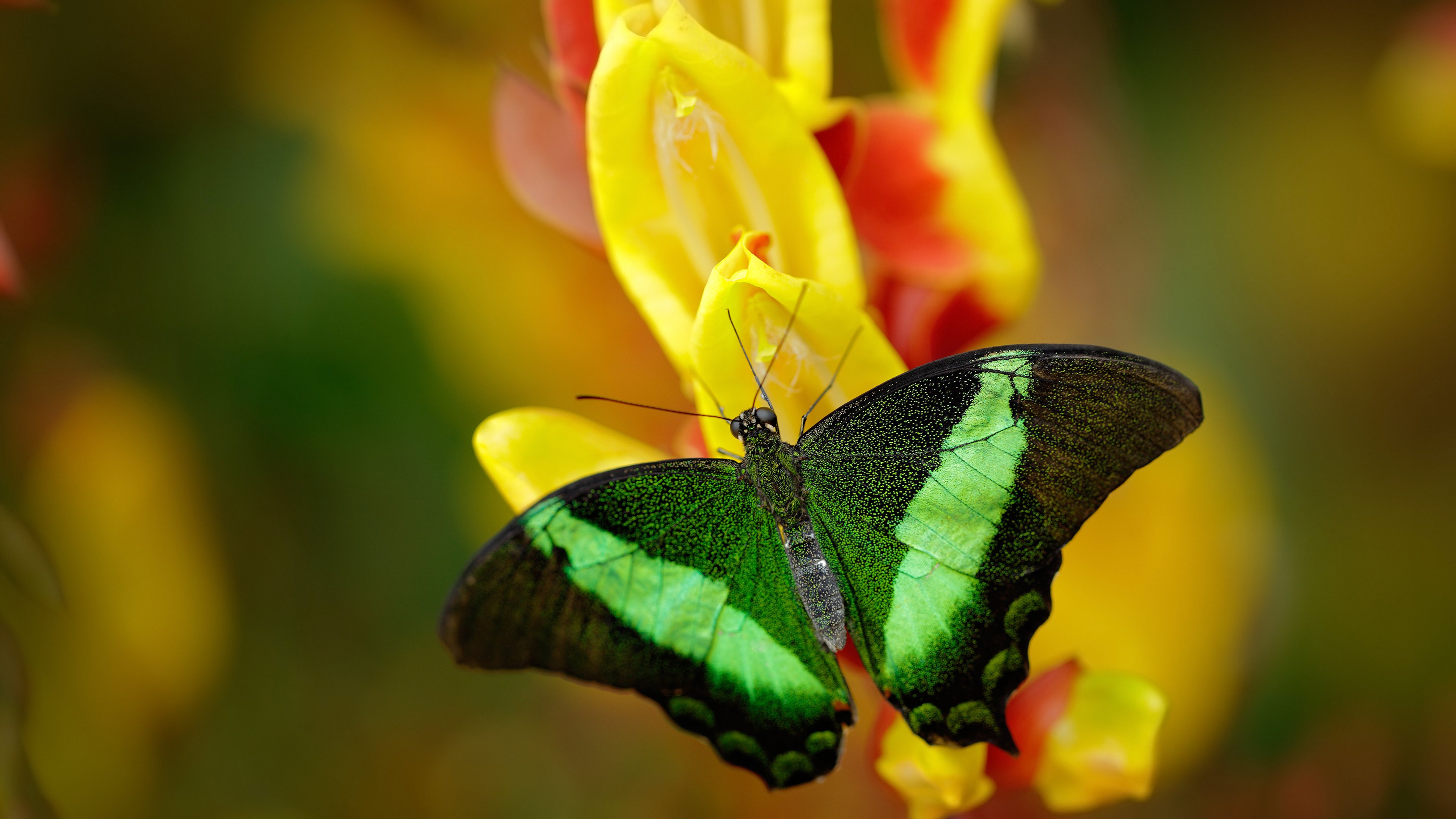 冰与火之歌,从冰岛足球奇迹到阿坎吉赛道逆袭