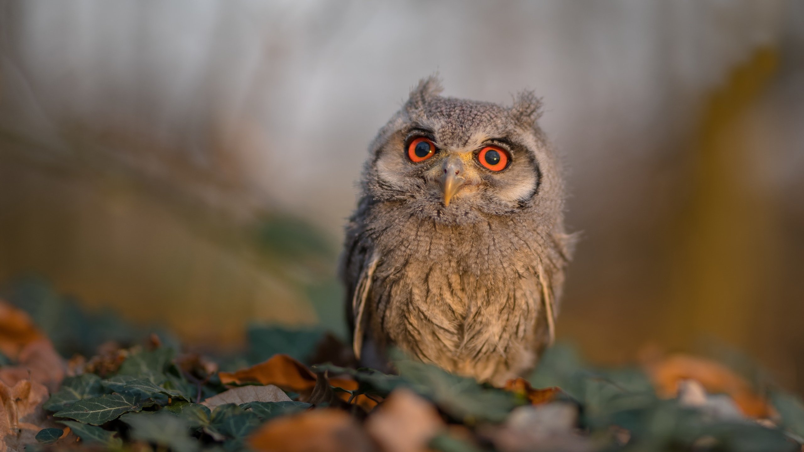 雨夜神灯！莫德里奇加时赛绝境爆发，克罗地亚鏖战力克瑞典