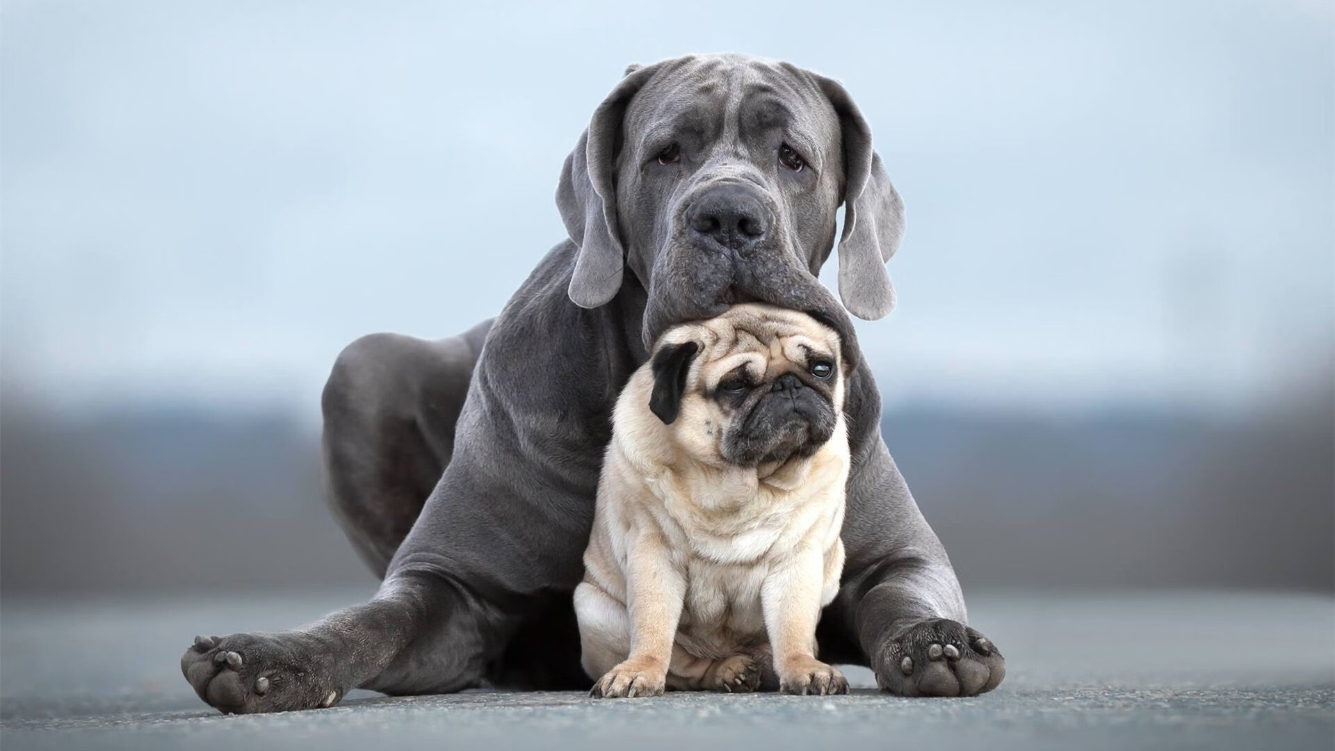 沉默统治者的咆哮,小贾伦决胜时刻击碎马刺,为国王加冕