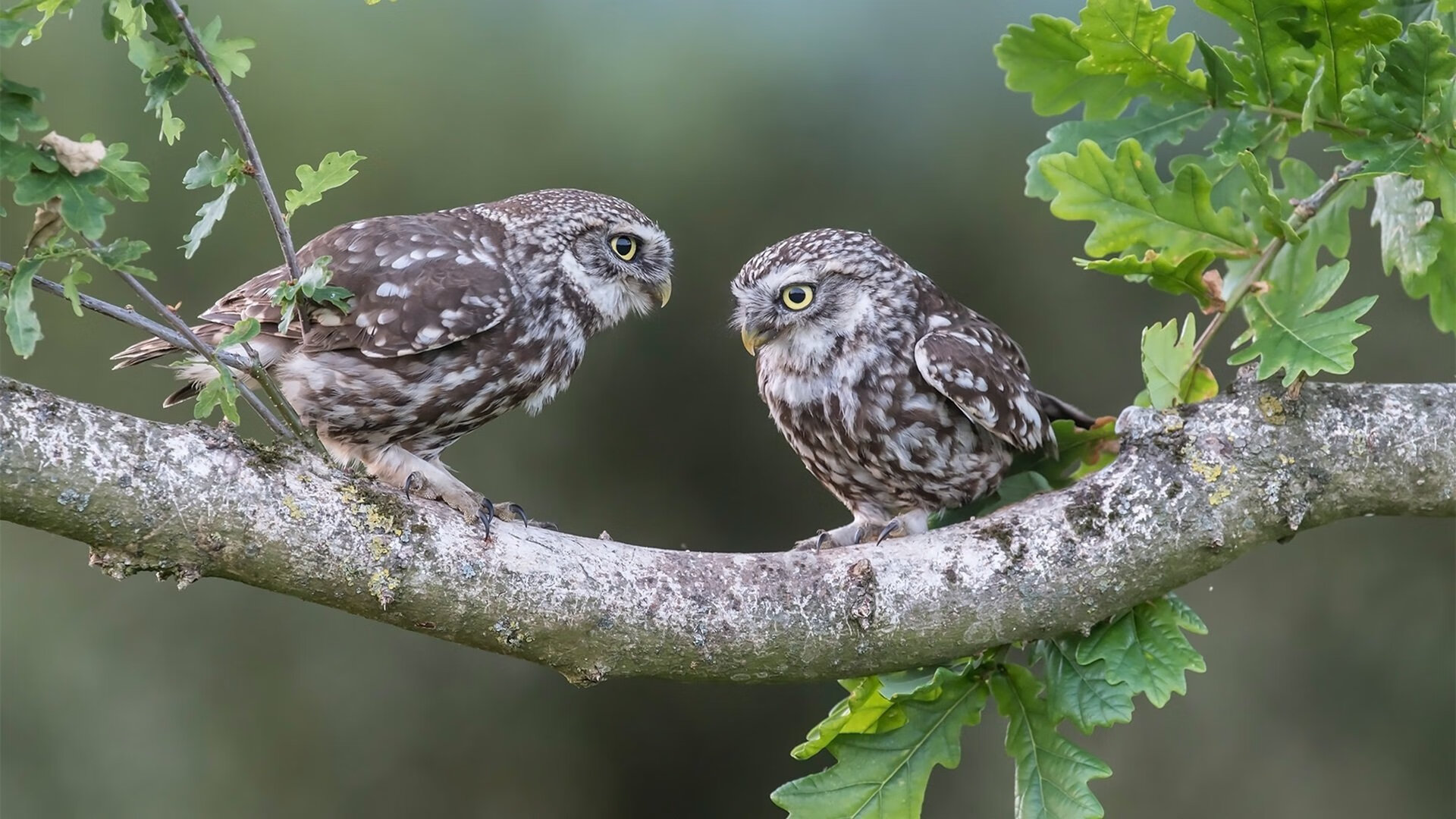 跨越时空的凯旋，当诺坎普的复仇火焰照亮金州的水银泻地