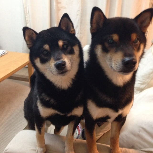 节奏主宰者,托尼与沙特封锁的艺术