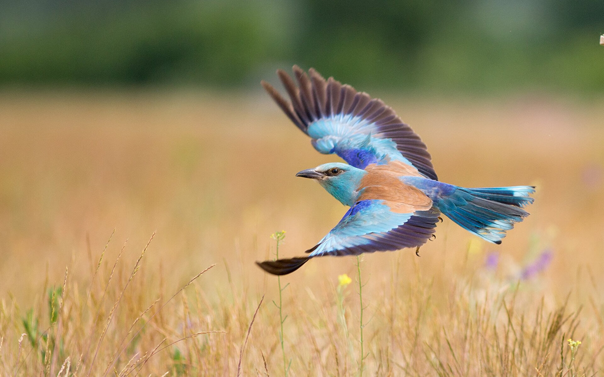 节奏与接管,葡萄牙在南非的掌控与梅西在英超的魔法