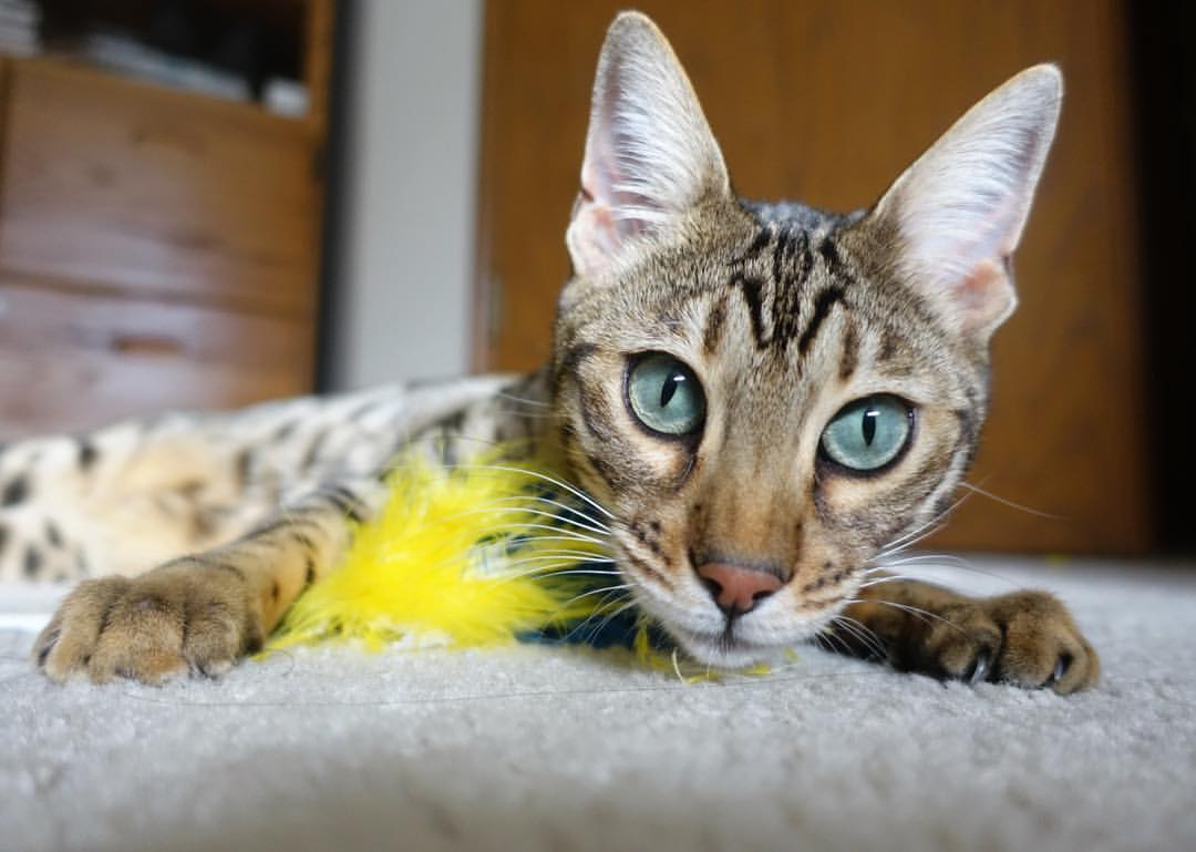 节奏与接管,葡萄牙在南非的掌控与梅西在英超的魔法