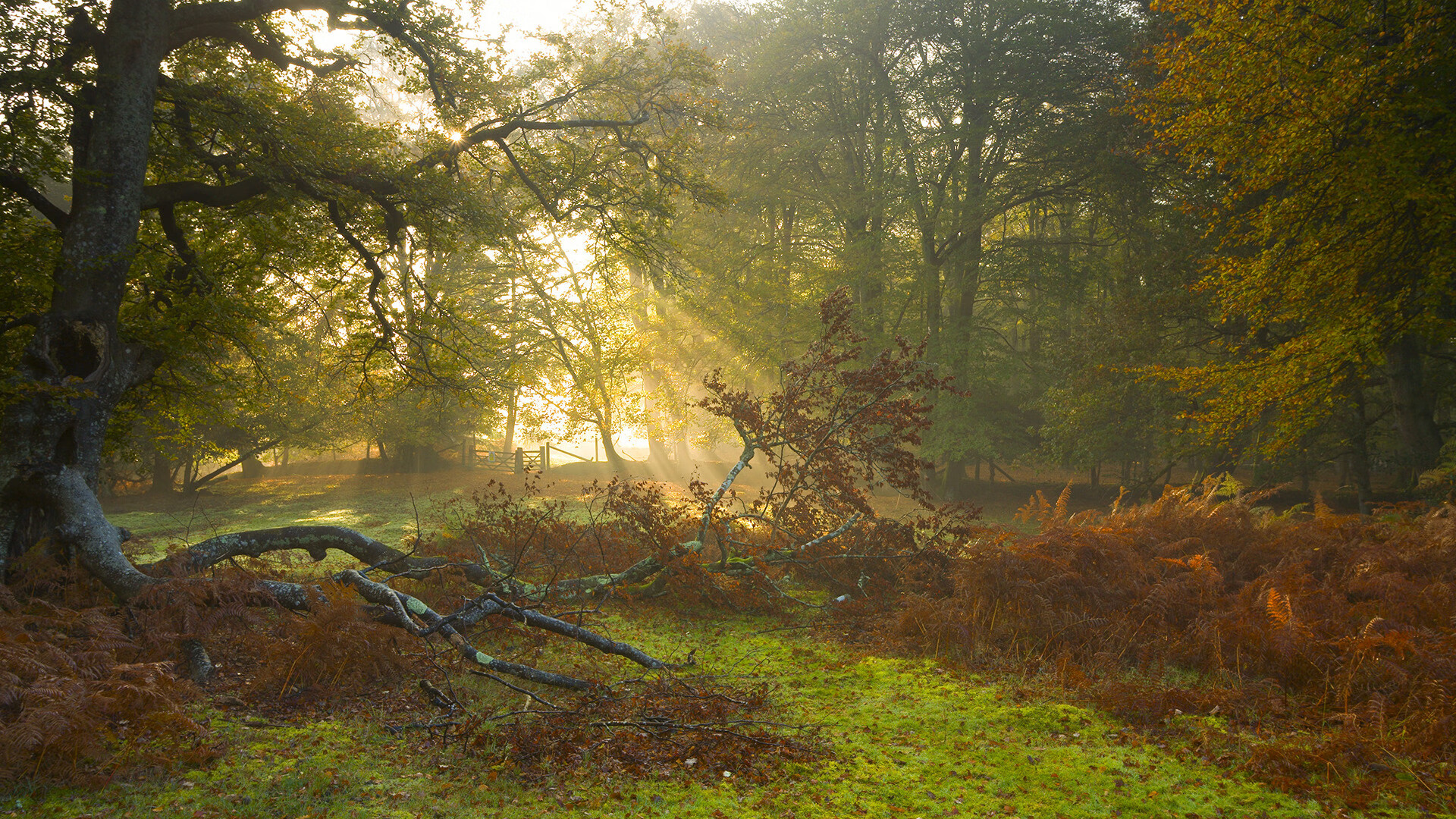 奇才vs凯尔特人,字母哥全程高能输出主宰比赛