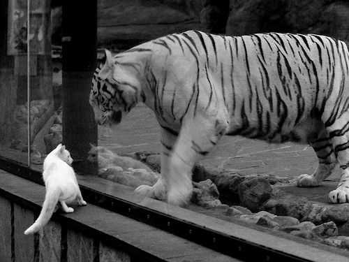 利拉德51分炸裂全场，掘金攻克达拉斯捍卫西区王座