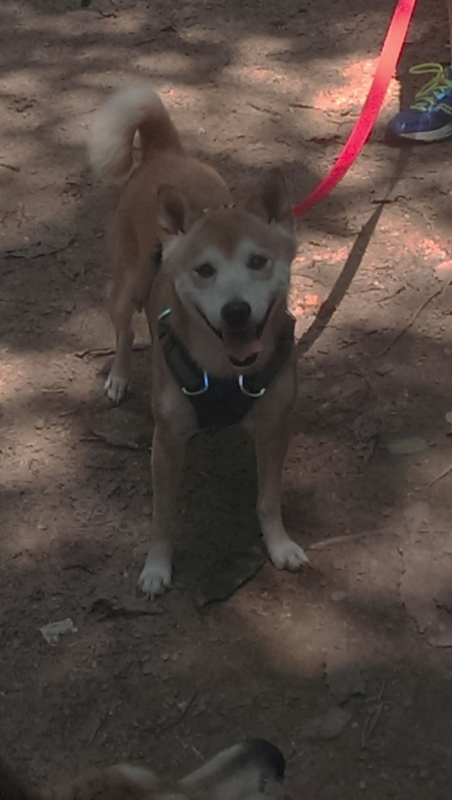 东瀛闪电撕裂暗夜，三笘薰关键节点下的决胜连击