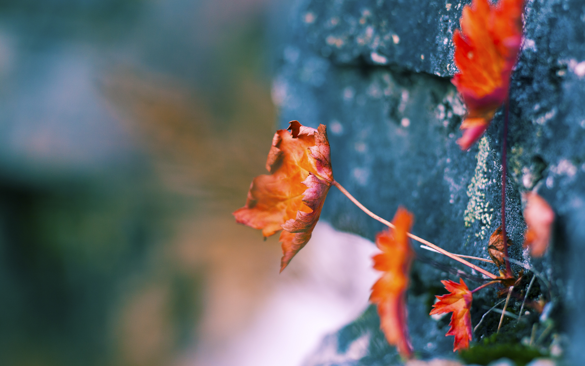 蓝色狂想曲终章，迪亚斯利刃出鞘，韩国太极虎噬碎克罗地亚格子军团